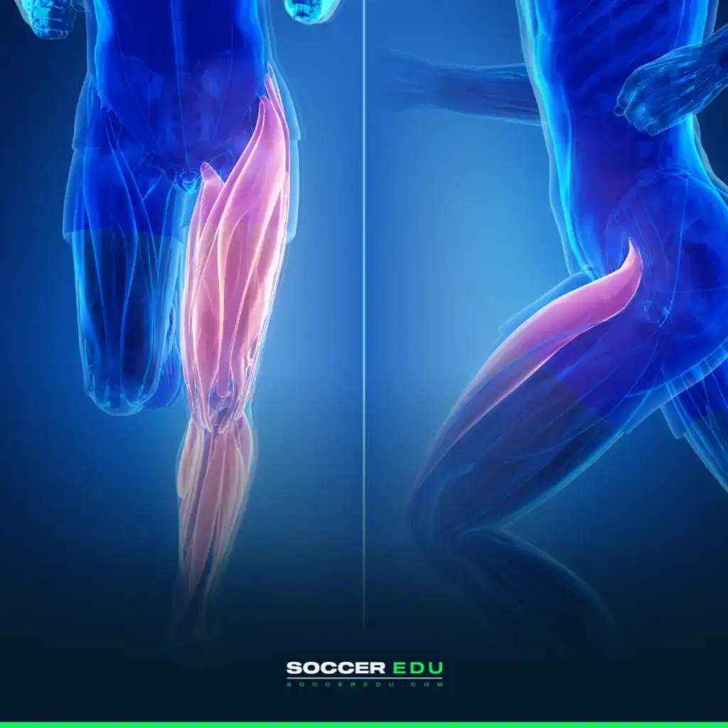 Key Muscle Groups for Soccer Players